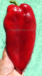 ljubos palm1